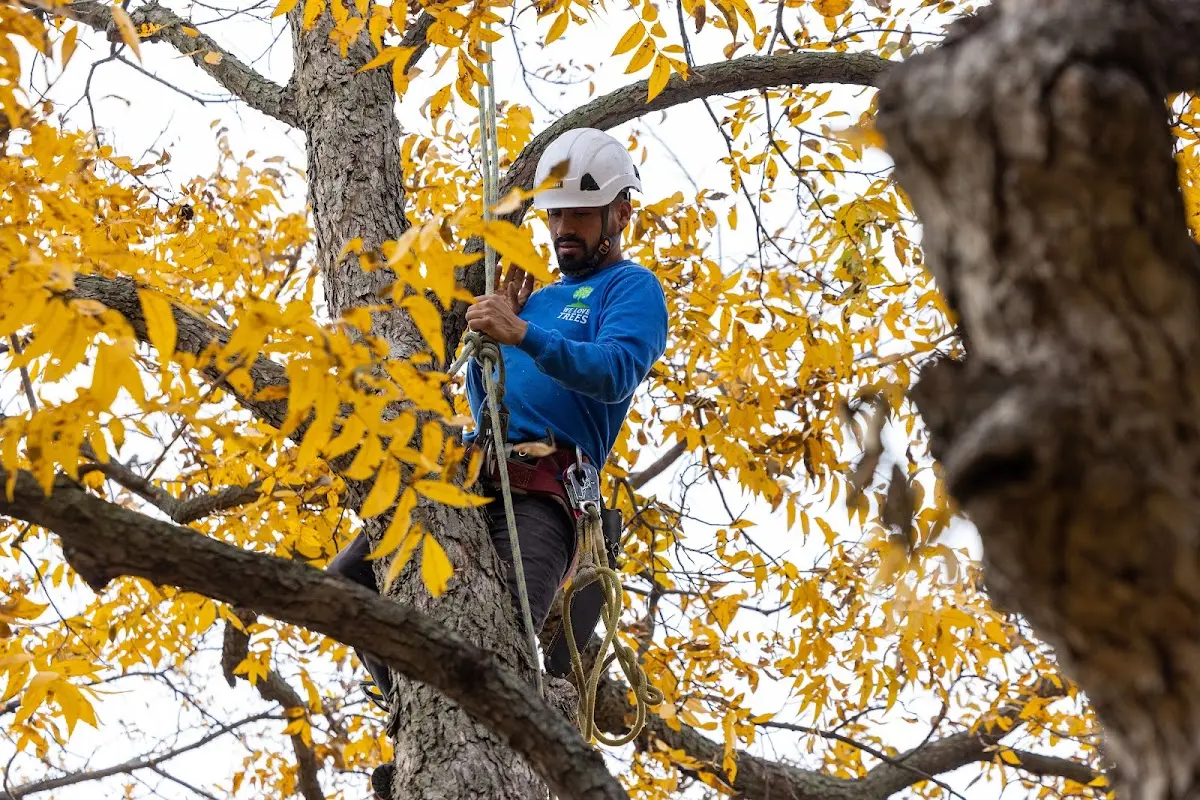 Skilled Tree Disease Treatment crew working in New Albany